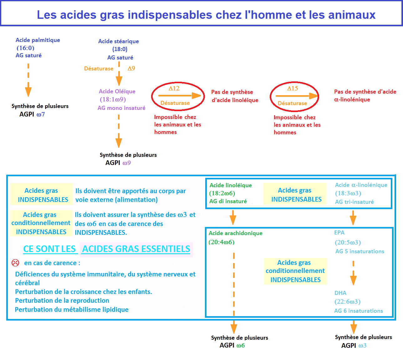 Les acides gras indispensables chez l'homme