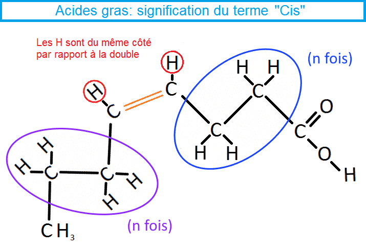 AG mono insaturés forme Cis