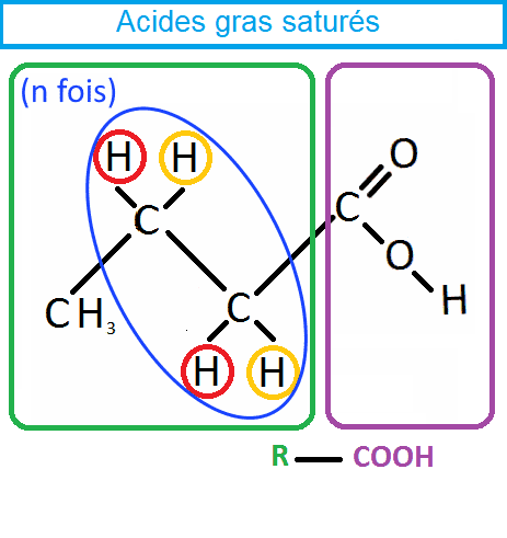 Acides gras saturés