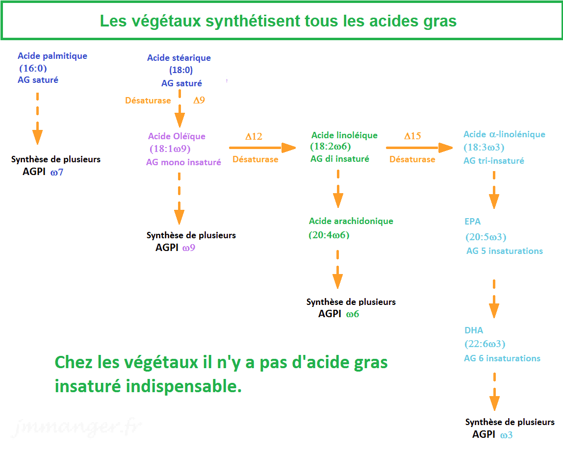 Les Acides gras végétaux