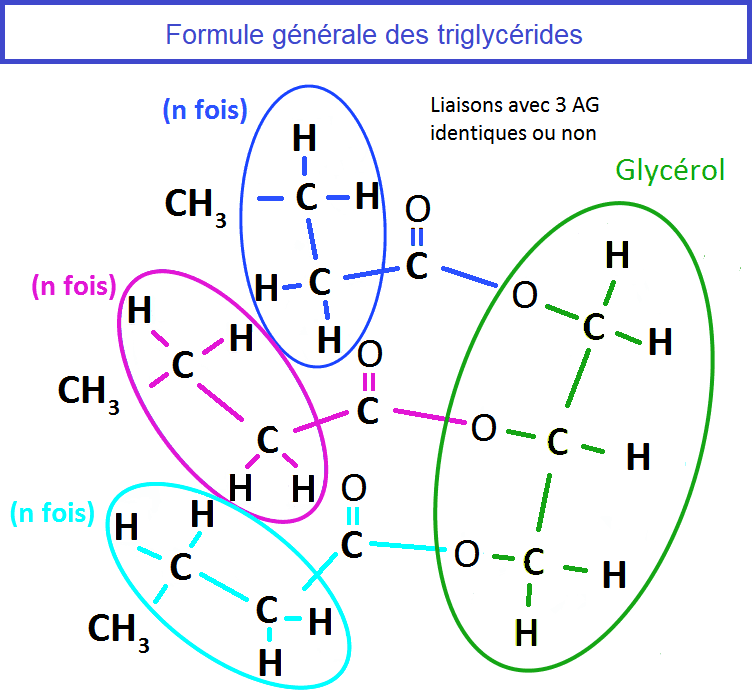 Les triglycérides Triglycérides
