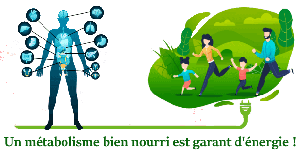 Un bon métabolisme, le garant de votre forme Un bon métabolisme, le garant de votre forme